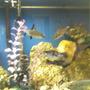 freshwater fish - balantiocheilus melanopterus - bala shark stocking in 40 gallons tank - sharks