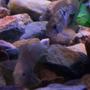 freshwater fish - aequidens rivulatus - green terror stocking in 75 gallons tank - green terror and candy parrot
