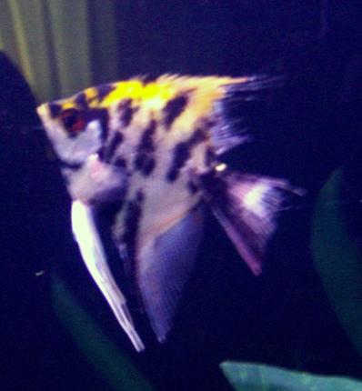 freshwater fish - pterophyllum sp. - koi angel stocking in 75 gallons tank - angle