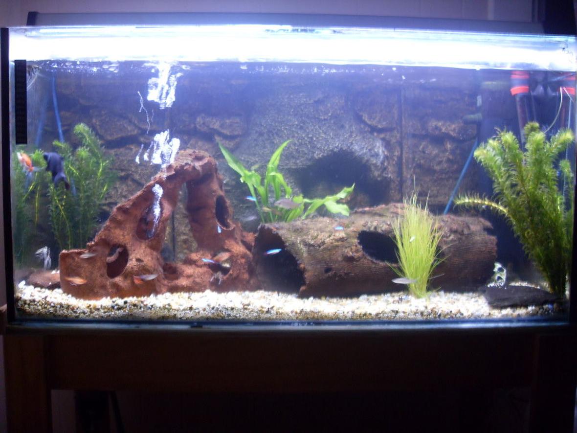 200 gallons freshwater fish tank (mostly fish and non-living decorations) - Freshwater tanks my pride and joy will be number tank in thge world ahahahahahahaha