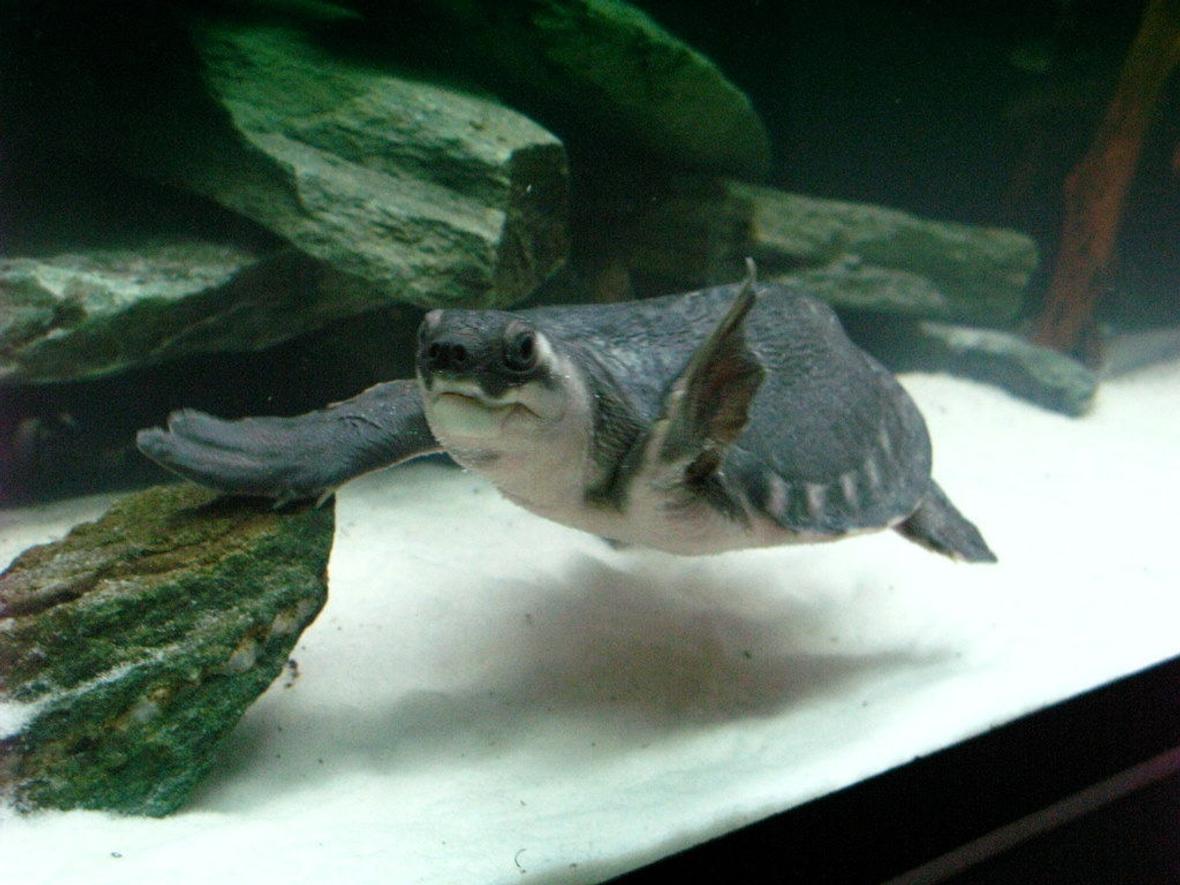 corals inverts - trachemys scripta scripta - yellow belly slider turtle stocking in 75 gallons tank - Fly River Turtle