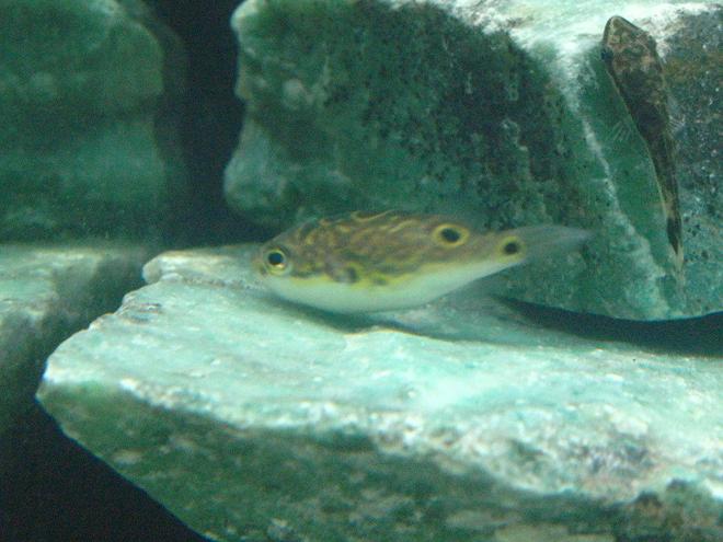 freshwater fish - tetraodon biocellatus - figure 8 puffer stocking in 75 gallons tank - Figure 8 Puffer Fish