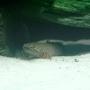 freshwater fish - polypterus ornatipinnis - ornate bichir stocking in 75 gallons tank - Orante Polypterus Bichir