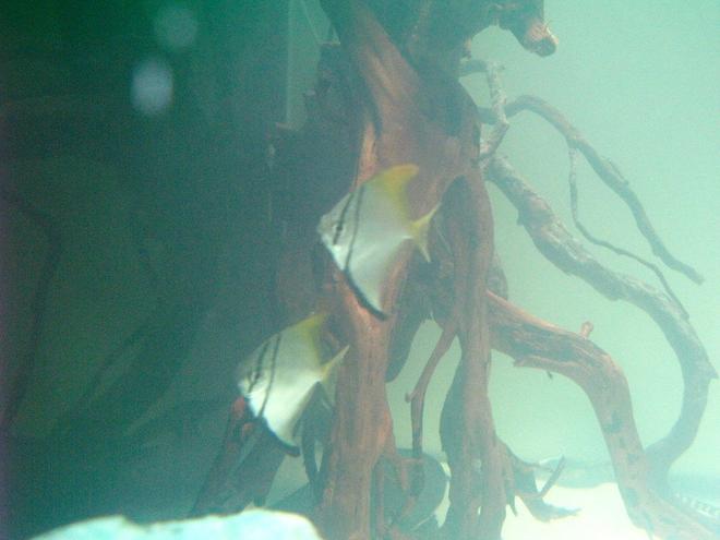 freshwater fish - monodactylus argenteus - mono stocking in 75 gallons tank - Mono Angel Fish