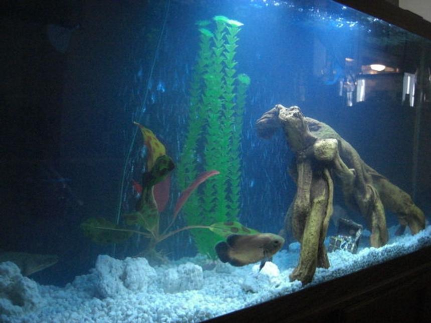 Rated #3640: 55 Gallons Freshwater Fish Tank - young red O, abino tiger O and my bickir