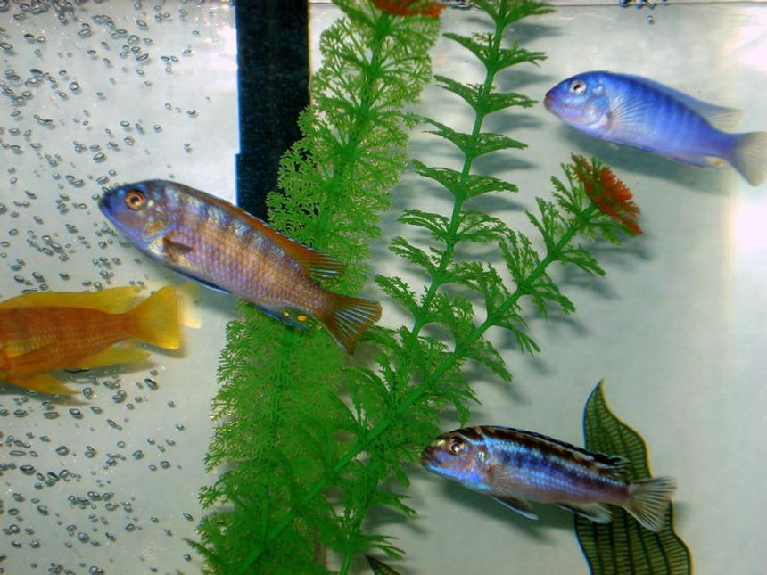 Rated #403: Freshwater Fish - Labeotropheus Fuelleborni - Fuelleborni Cichlid, Marmalade Stocking In 46 Gallons Tank - very aggressive breed of fish