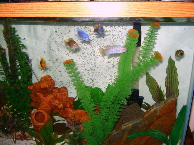freshwater fish - sciaenochromis ahli - electric blue cichlid stocking in 46 gallons tank - They love feeding time.