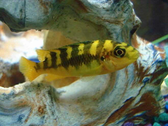 freshwater fish - pseudotropheus crabro - bumblebee cichlid stocking in 46 gallons tank - The little Bumble Bee Cichlid.