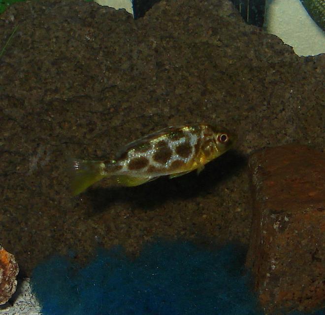 freshwater fish - nimbochromis venustus - venustus cichlid stocking in 46 gallons tank - The Giraffe Cichlid.