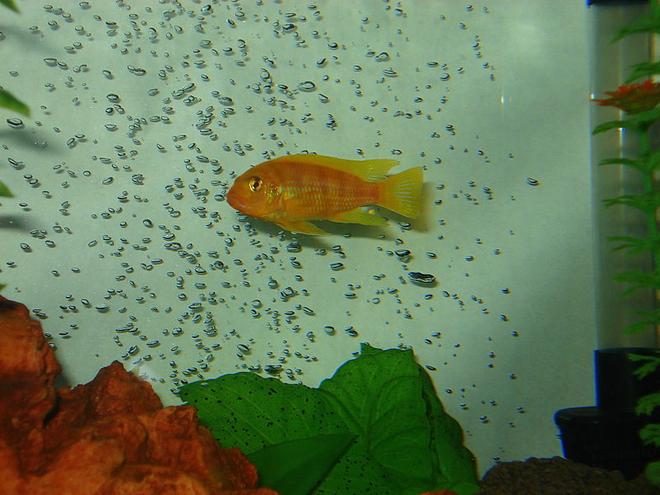 freshwater fish - labidochromis caeruleus - electric yellow cichlid stocking in 46 gallons tank - The mean guy again.