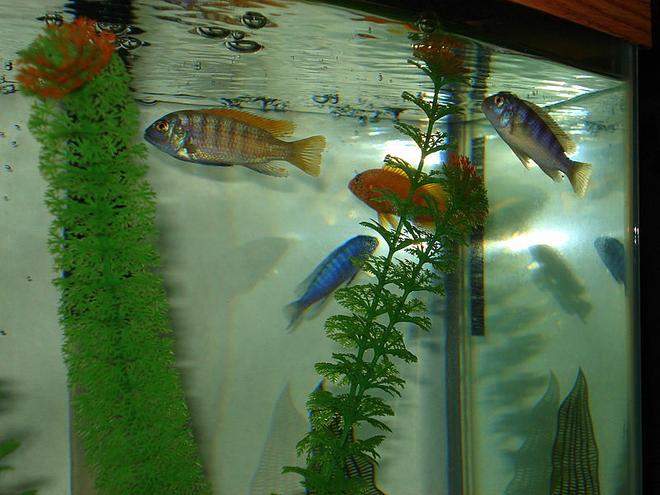 freshwater fish - labeotropheus fuelleborni - fuelleborni cichlid, marmalade stocking in 46 gallons tank - It's feeding time again. They will feed right off the top of the water.