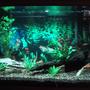 20 gallons planted tank (mostly live plants and fish) - My 20 gallon high tank, still cycling (two weeks so far) and just added live plants, fish to come! I didn't like the way this background took away from the real plants and decorations so I changed it.