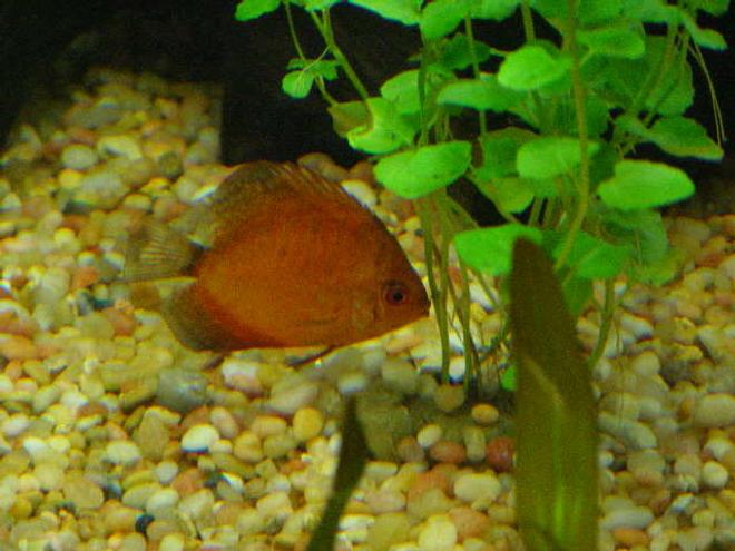 freshwater fish - symphysodon sp. - yellow marlboro discus stocking in 55 gallons tank - Pic #2 of Discus hiding behind a Mint Charlie