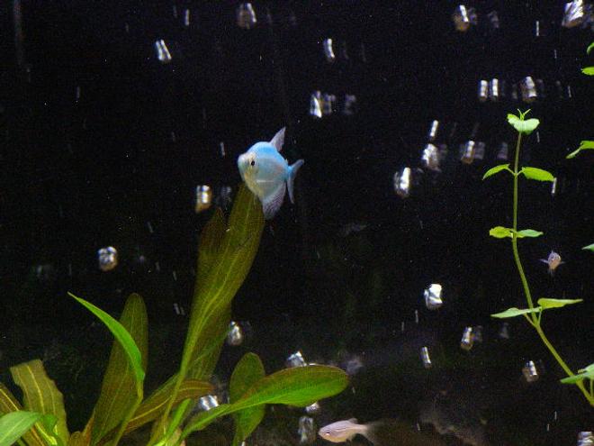 freshwater fish - gymnocorymbus ternetzi - blueberry tetra stocking in 55 gallons tank - Blueberry Tetra Pic #1