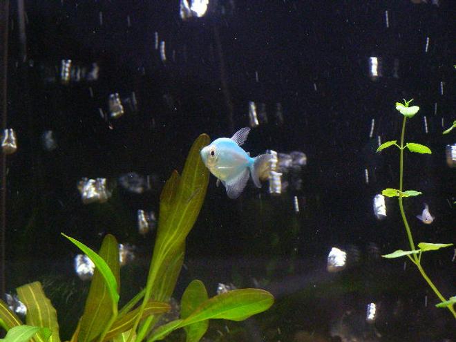 freshwater fish - gymnocorymbus ternetzi - blueberry tetra stocking in 55 gallons tank - Blueberry Tetra Pic # 2