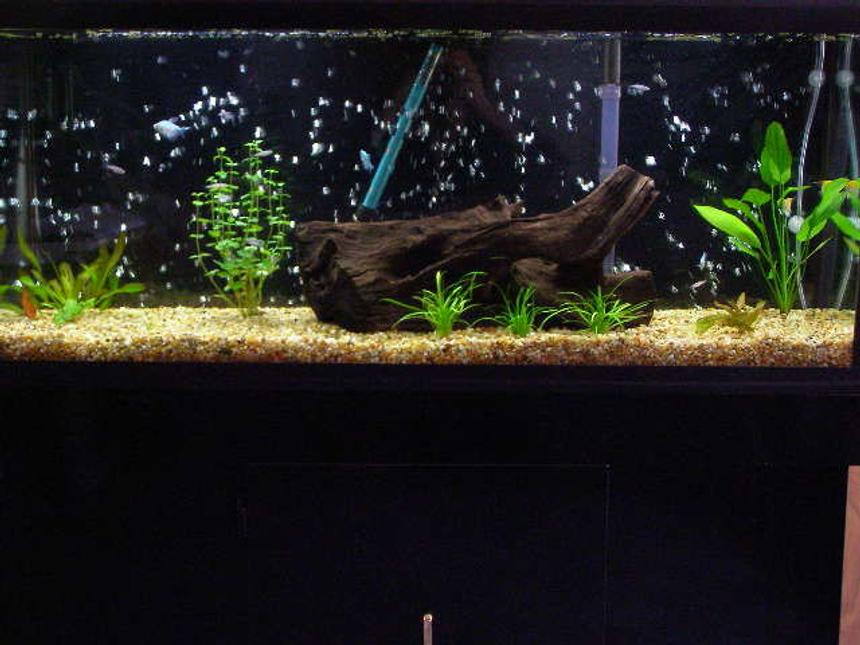 Rated #201: 55 Gallons Planted Tank - New pic
