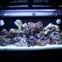 20 gallons reef tank (mostly live coral and fish) - Full tank shot
