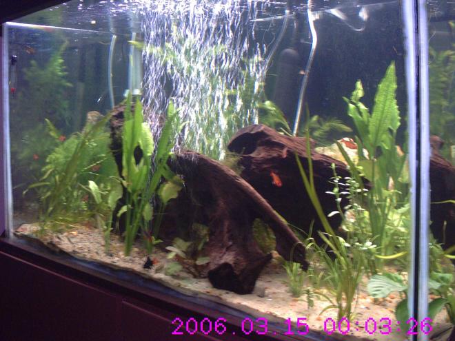 160 gallons planted tank (mostly live plants and fish) - 60+ days going added (2) DIY CO2 a bunch of plants (3) Debauwi Cats, (3) Cuckoo Cats, and (5) more Serpae Tetra
Using Flourish Excel, DIY CO2, and Flourish plant supplement- plants are growing like wild fire.  Also added Malaysian Driftwood to lower PH and add hiding. Just Added: Jaguar-hybrid Synodontis, Chinese Butterfly Loach, Bristlenose Pleco, Clown Pleco, Flying Fox