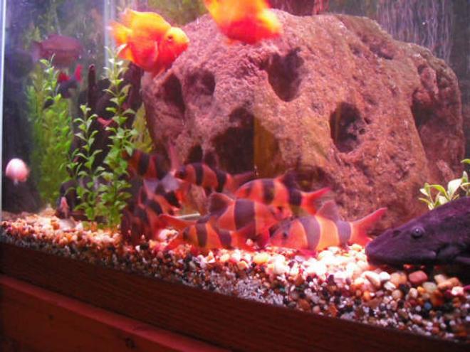 freshwater fish - botia macracantha - clown loach stocking in 150 gallons tank - clown loaches, and there are more in the tank, I tink about 25 of them.