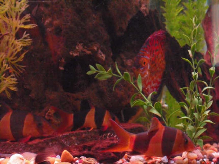 Rated #1358: Freshwater Fish - Botia Macracantha - Clown Loach Stocking In 150 Gallons Tank - loaches