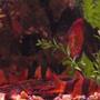 freshwater fish - botia macracantha - clown loach stocking in 150 gallons tank - loaches
