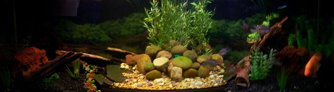 150 gallons freshwater fish tank (mostly fish and non-living decorations) - 150g S.A. cichlids