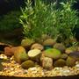 150 gallons freshwater fish tank (mostly fish and non-living decorations) - 150g S.A. cichlids