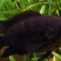 freshwater fish - parachromis managuensis - jaguar cichlid stocking in 150 gallons tank - 3 inch Jaguar Cichlid