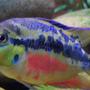 freshwater fish - nandopsis salvini - salvini cichlid stocking in 150 gallons tank - 3 inch Salvini Cichlid