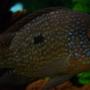 freshwater fish - herichthys cynoguttatus - texas cichlid stocking in 150 gallons tank - 4 inch Texas Cichlid