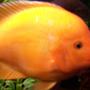 freshwater fish - amphilophus citrinellus - midas cichlid stocking in 150 gallons tank - 8 inch Midas Cichlid