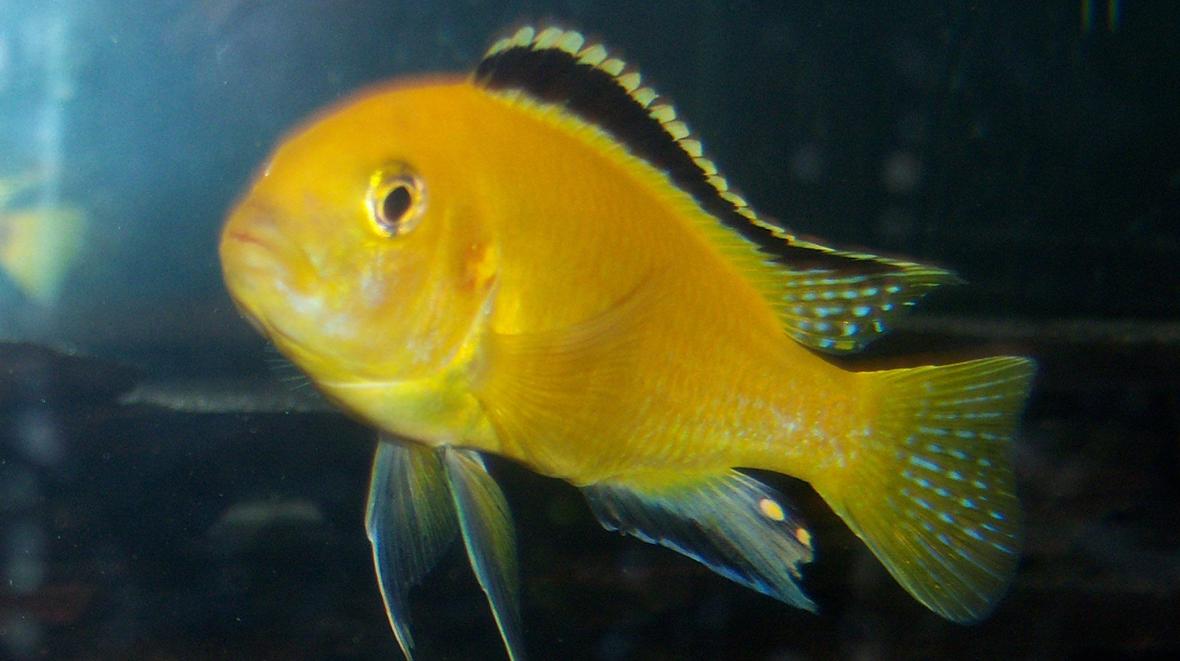 freshwater fish - labidochromis caeruleus - electric yellow cichlid stocking in 150 gallons tank - yellow-lab
