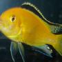 freshwater fish - labidochromis caeruleus - electric yellow cichlid stocking in 150 gallons tank - yellow-lab
