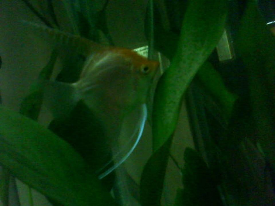 freshwater fish - pterophyllum sp. - gold veil angel stocking in 365 gallons tank - Looking after eggs 2009