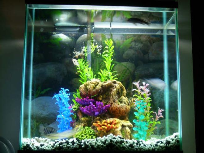 30 gallons freshwater fish tank (mostly fish and non-living decorations) - My 30 gallon cichlid tank.
