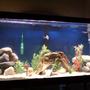 fish tank picture - updated tank with driftwood and power jet.