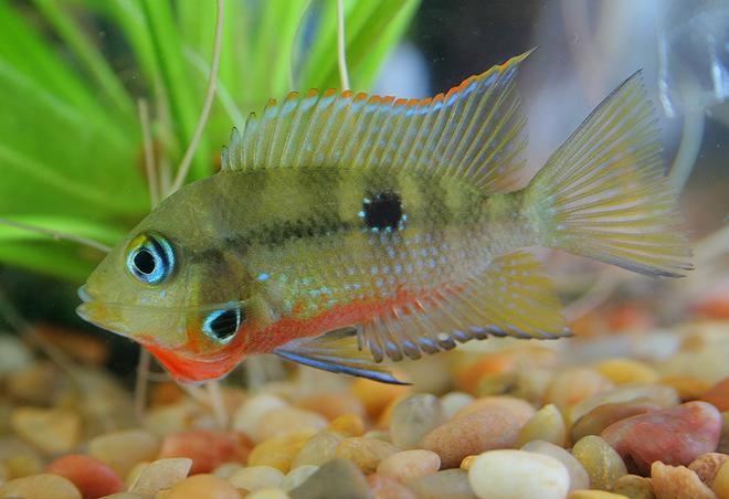 freshwater fish - thorichthys meeki - firemouth cichlid stocking in 45 gallons tank - Firemouth Cichlid