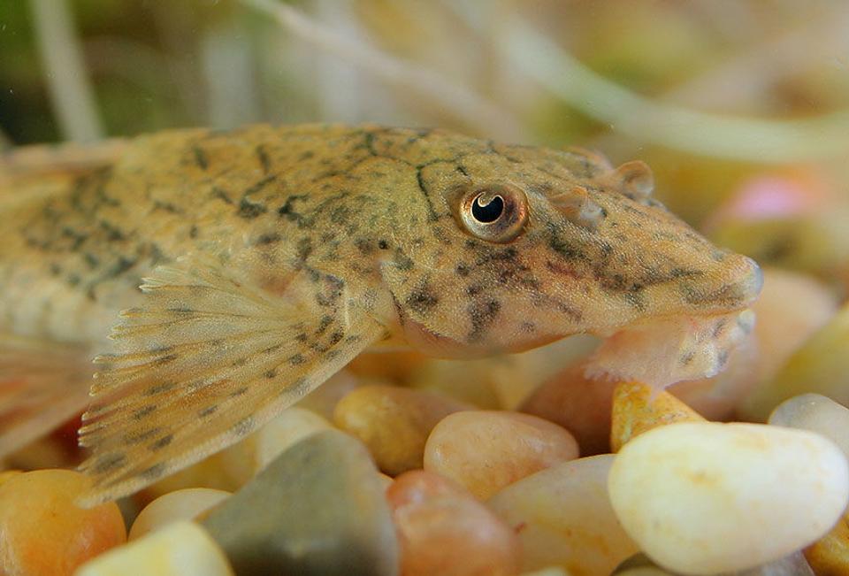 freshwater fish - rineloricaria fallax - whiptail pleco stocking in 45 gallons tank - Whiptail Pleco