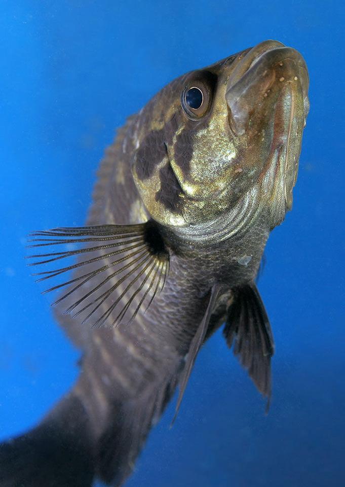 freshwater fish - parachromis managuensis - jaguar cichlid stocking in 45 gallons tank - Jaguar