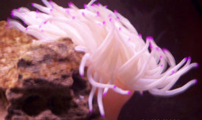 Rated #71: Corals Inverts - Condylactis Gigantea - Condy Anemone Stocking In 55 Gallons Tank - pink tip