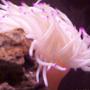corals inverts - condylactis gigantea - condy anemone stocking in 55 gallons tank - pink tip
