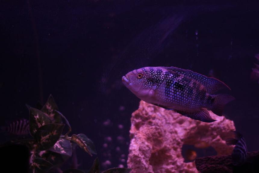 Rated #176: Freshwater Fish - Nandopsis Octofasciatum - Jack Dempsey Stocking In 60 Gallons Tank - my friends jack in my aquarium