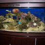 114 gallons reef tank (mostly live coral and fish) - MY 114 GAL REEF TANK