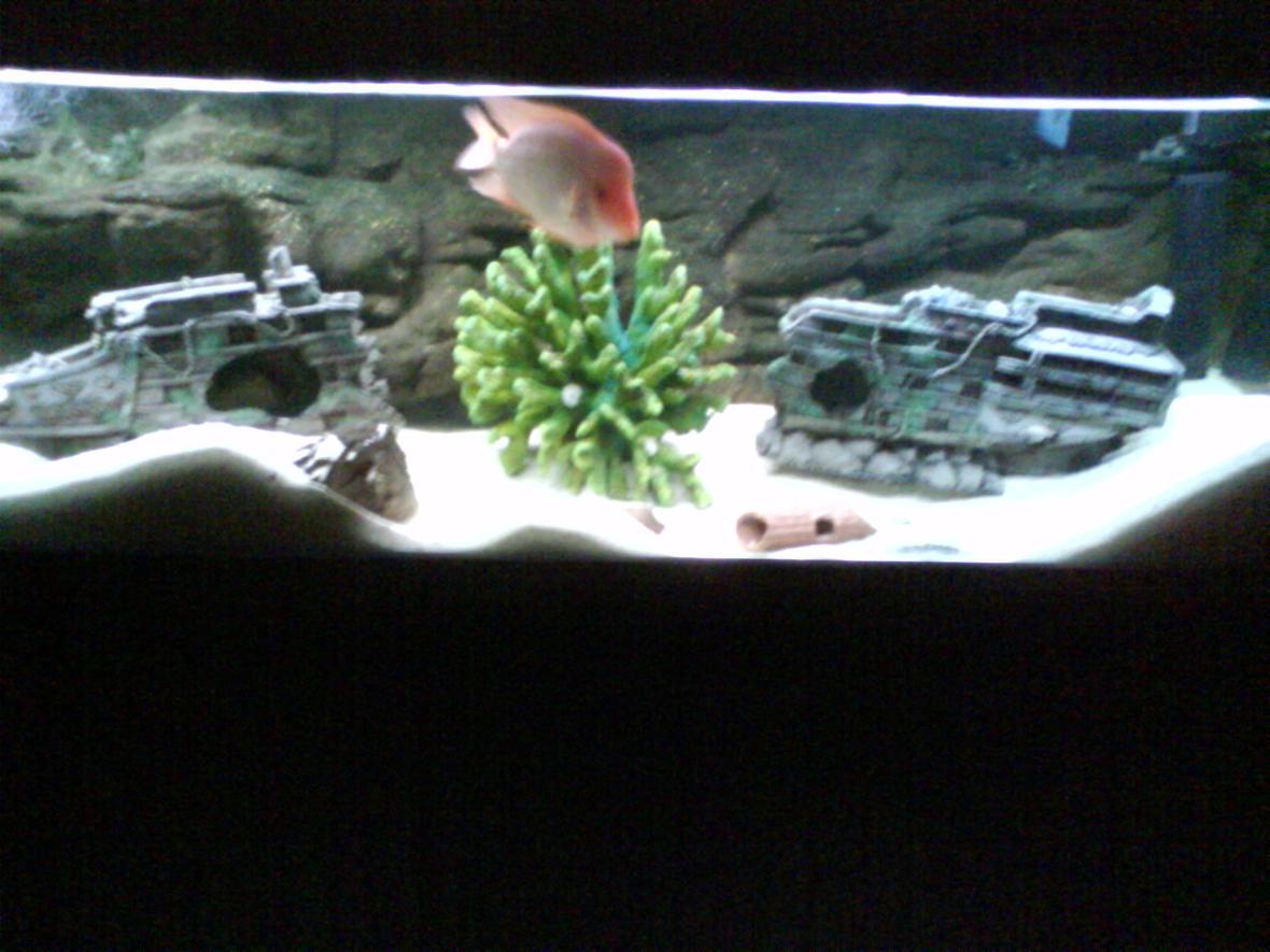 880 gallons freshwater fish tank (mostly fish and non-living decorations) - 6 footer