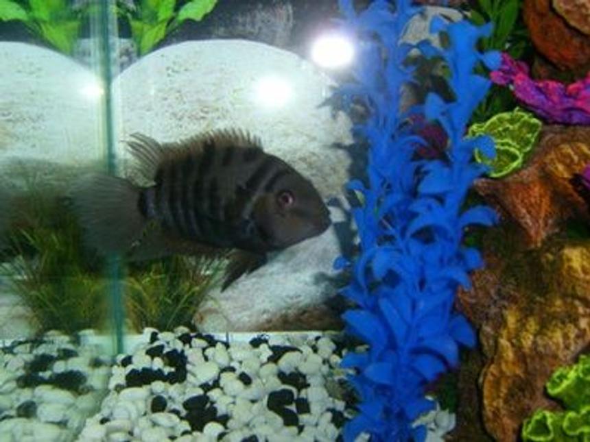 Rated #203: Freshwater Fish - Archocentrus Nigrofasciatus - Black Convict Cichlid Stocking In 30 Gallons Tank - My buddy. The Convict Cichlid.