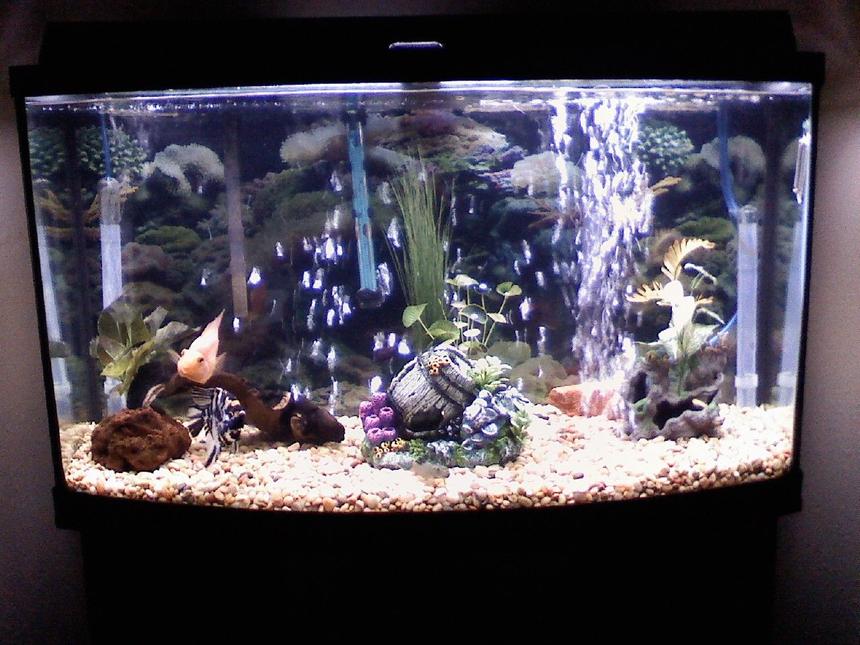 Rated #2475: 46 Gallons Freshwater Fish Tank - 46 Gal bowfront