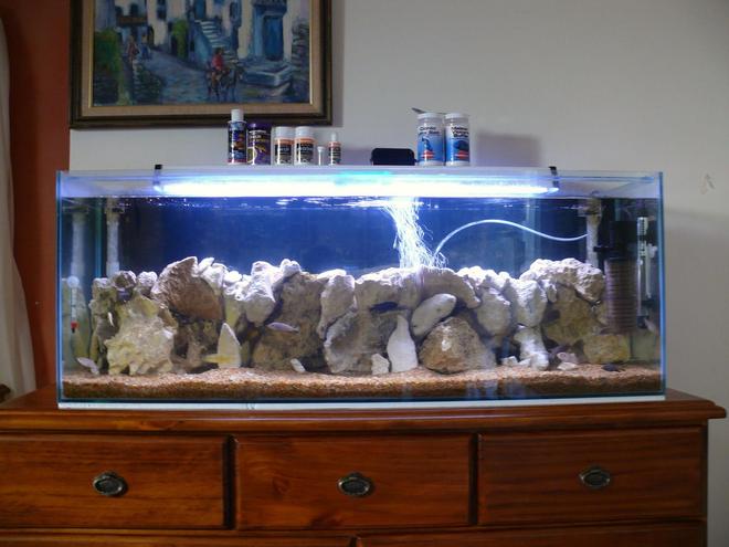 66 gallons freshwater fish tank (mostly fish and non-living decorations) - My cichlid tank.