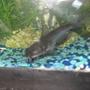 freshwater fish - ictalurus furcatus - blue catfish stocking in 45 gallons tank - Blue Channel Catfish