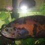 freshwater fish - astronotus ocellatus - tiger oscar stocking in 45 gallons tank - Tiger Oscar, (approximately 12in).