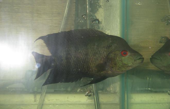 freshwater fish - cichlasoma sp. - flower horn cichlid stocking in 45 gallons tank - Flowerhorn